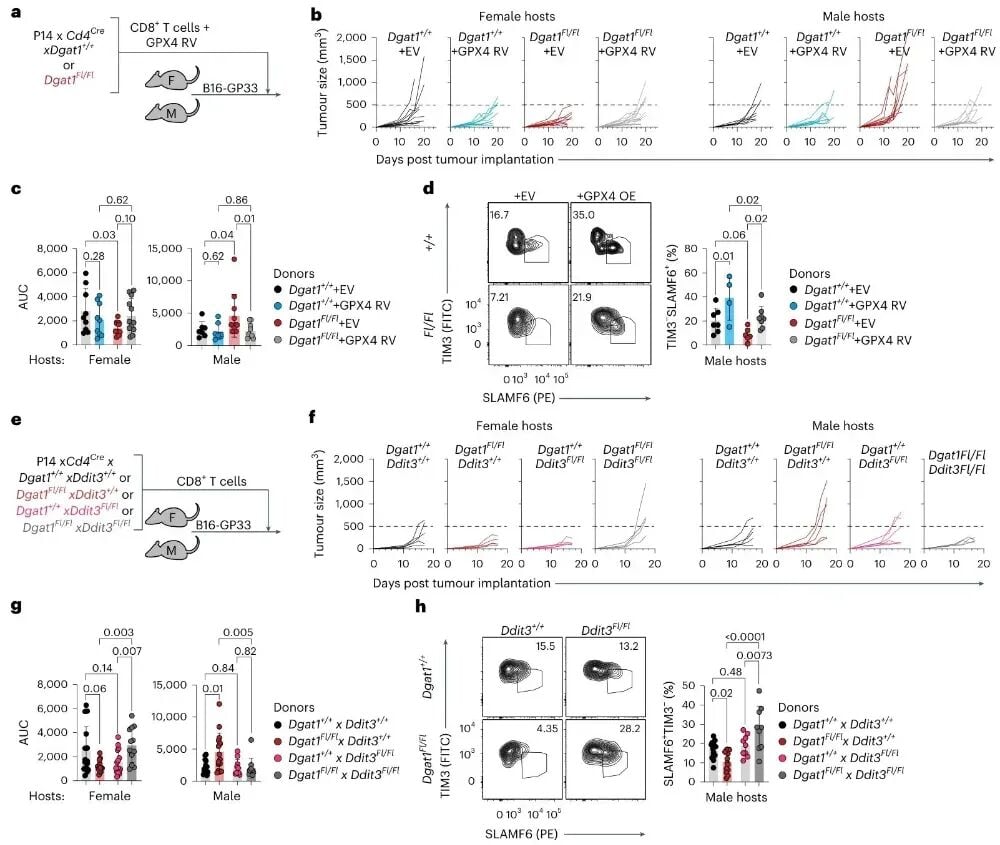 缓解脂质过氧化与内质网应激可挽救DGAT1缺失T细胞抗肿瘤功能图