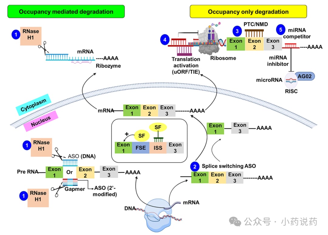 反义寡核苷酸RNA疗法的降解与空间位阻机制示意图
