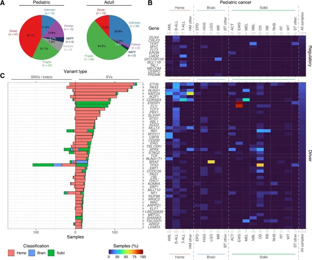 儿童与成人肿瘤中基因SV与调控SV频率对比：儿童更偏向驱动基因相关SV事件