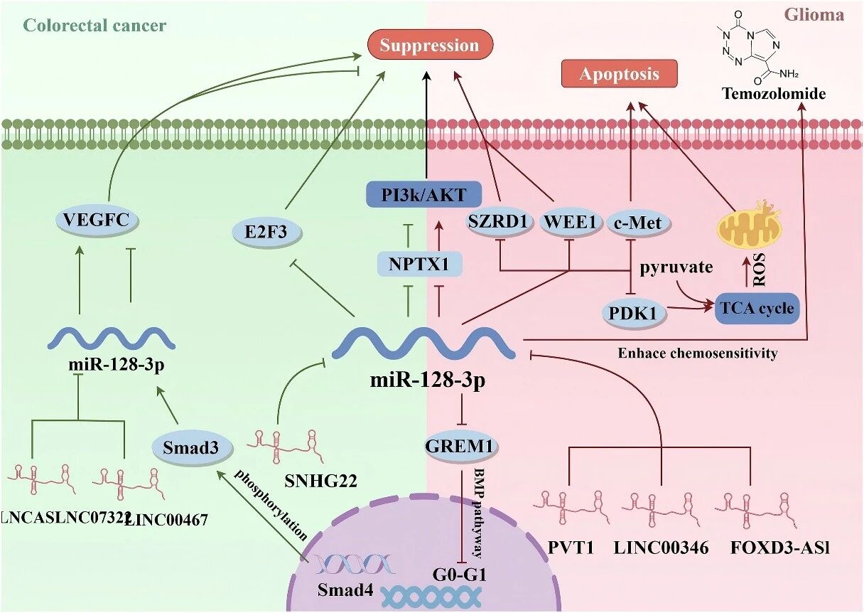 miR-128-3p在肺癌胶质瘤结直肠癌等肿瘤中的分子调控机制