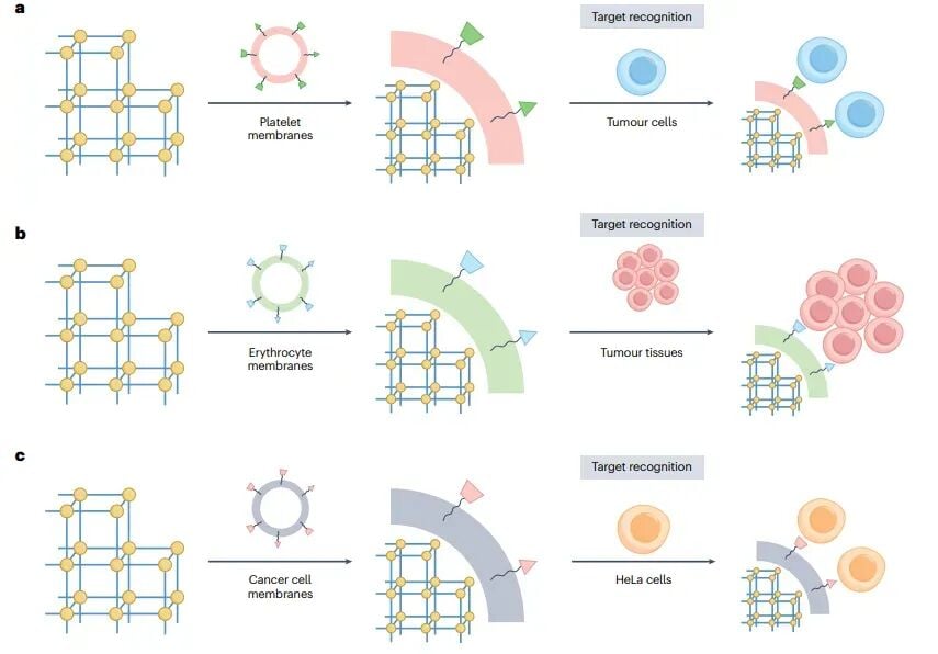 细胞膜包裹金属有机框架MOFs实现免疫逃逸和肿瘤同源靶向