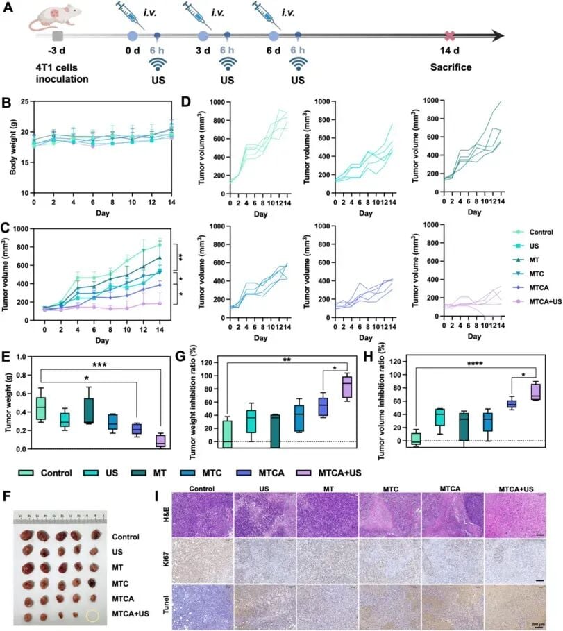 4T1小鼠模型中MTCA联合超声抑制肿瘤生长并显示组织学改变的体内疗效图