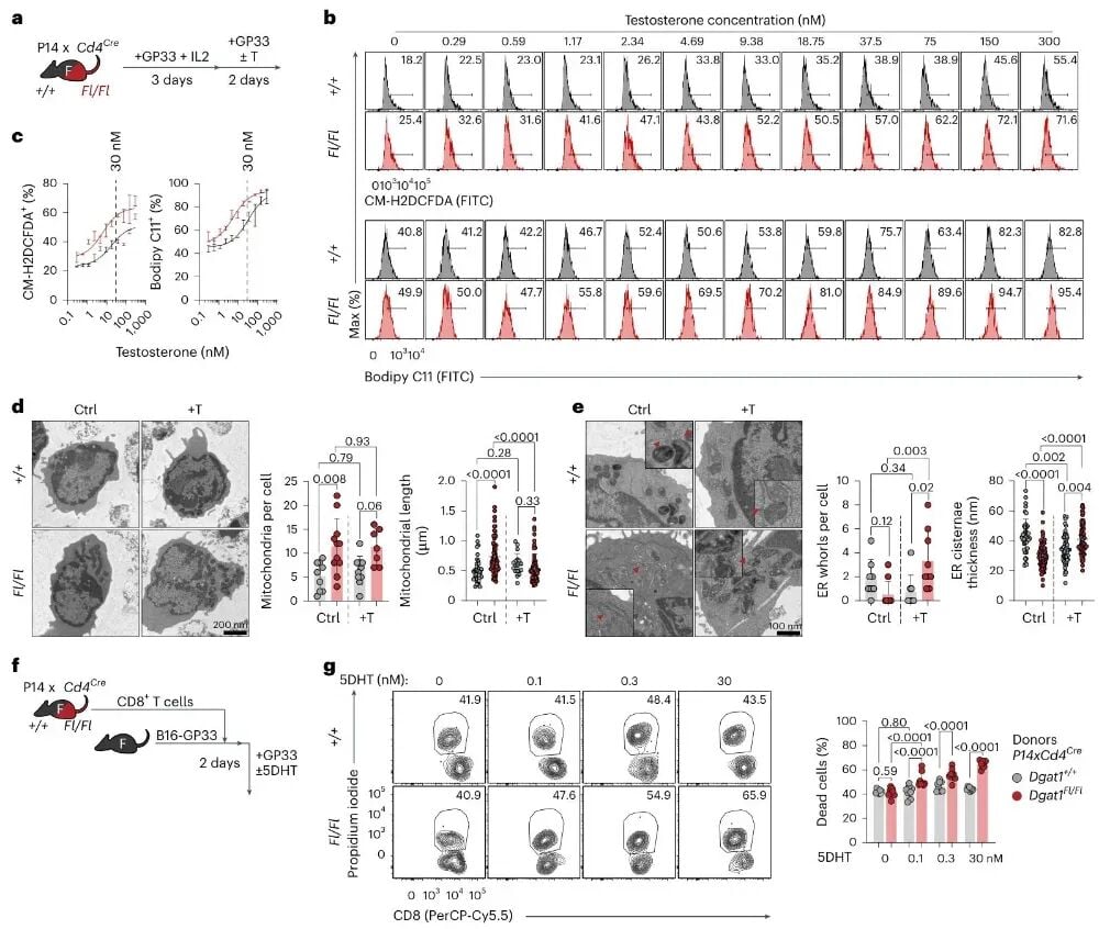 雄激素受体信号增强Dgat1缺失CD8+T细胞氧化应激与内质网应激图