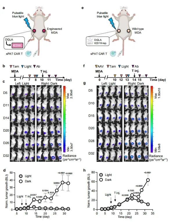 DGLA-sPAT CAR-T在实体瘤模型中的体内抗肿瘤效果图