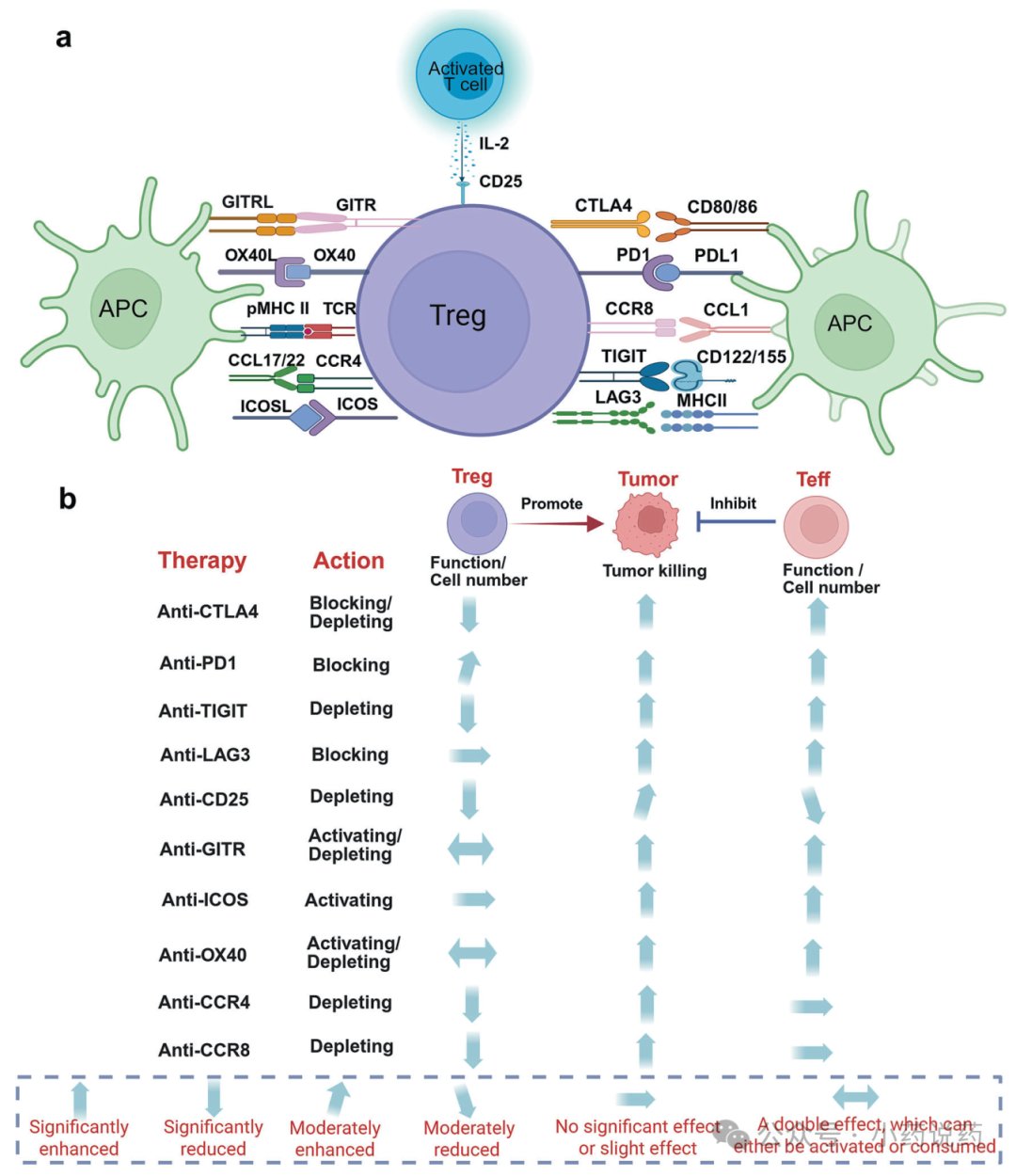 阻断CD28、CTLA-4、CCR4等靶点抑制Treg细胞功能与肿瘤浸润的分子通路