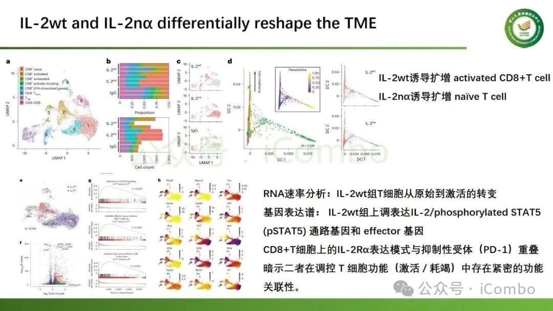 不同剂量与偏向性IL-2激动剂对肿瘤内CD8与Treg比例的影响