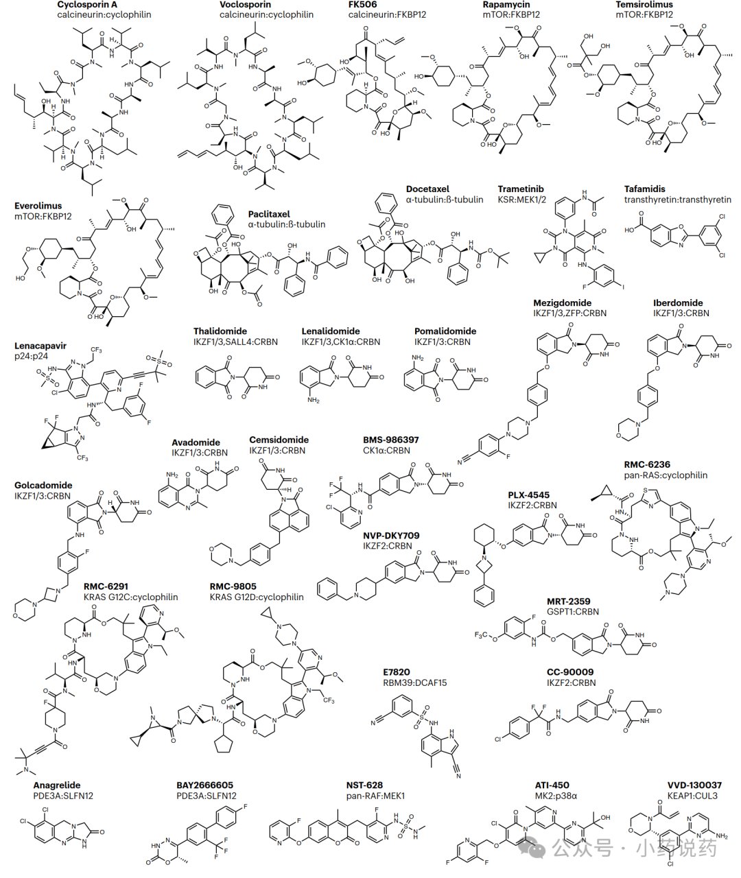 微管稳定剂紫杉醇分子胶作用机制机制图