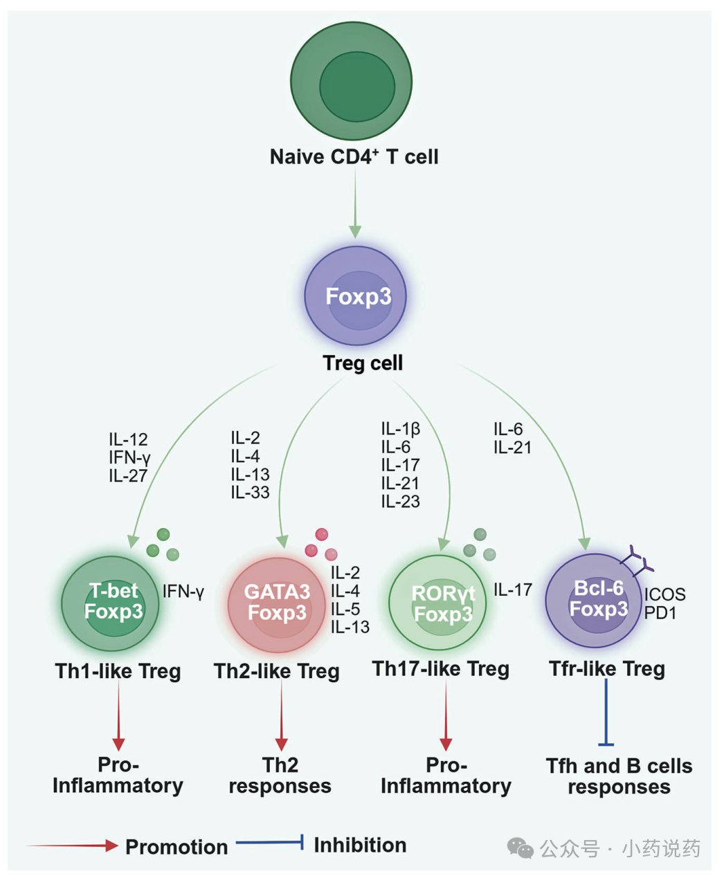 不同炎症环境下Treg细胞向Th1、Th2、Th17样亚群的可塑性转录重编程