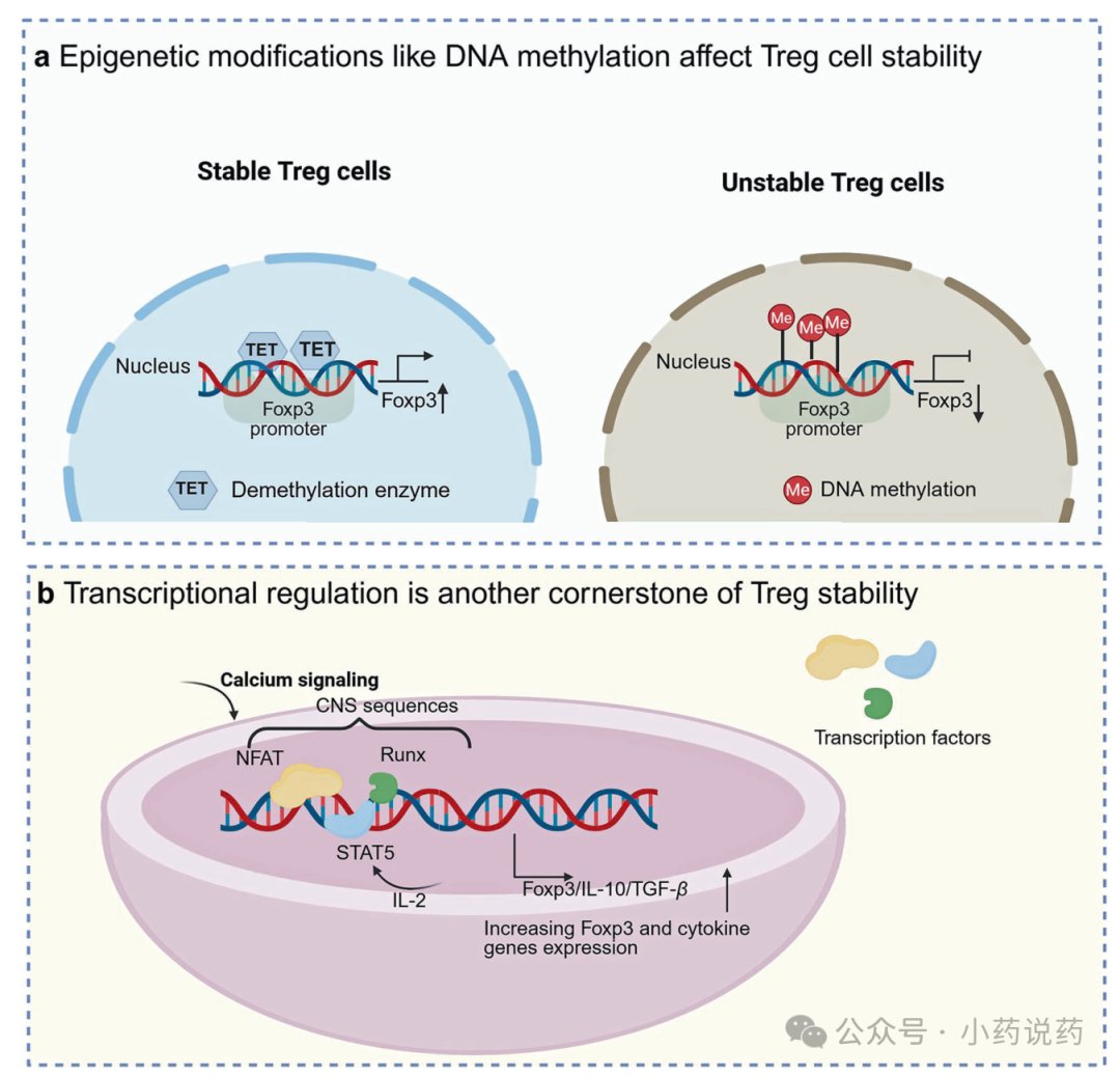 Treg细胞稳定性调控的表观遗传、转录及代谢分子机制