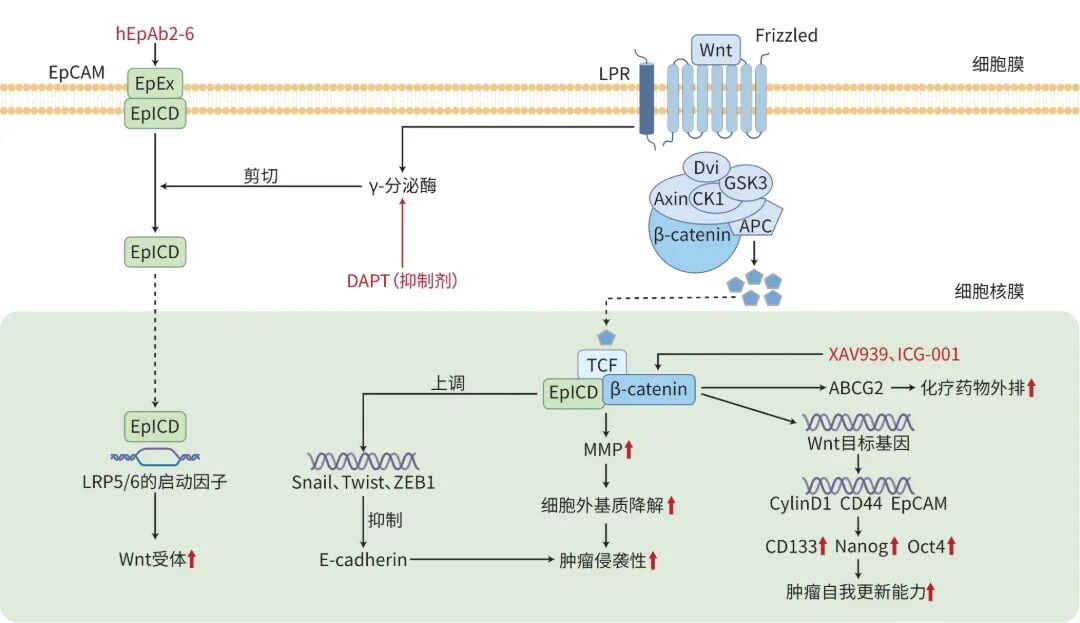 肝癌干细胞表面EpCAM通过Wnt及连环蛋白信号通路发挥作用的机制示意图