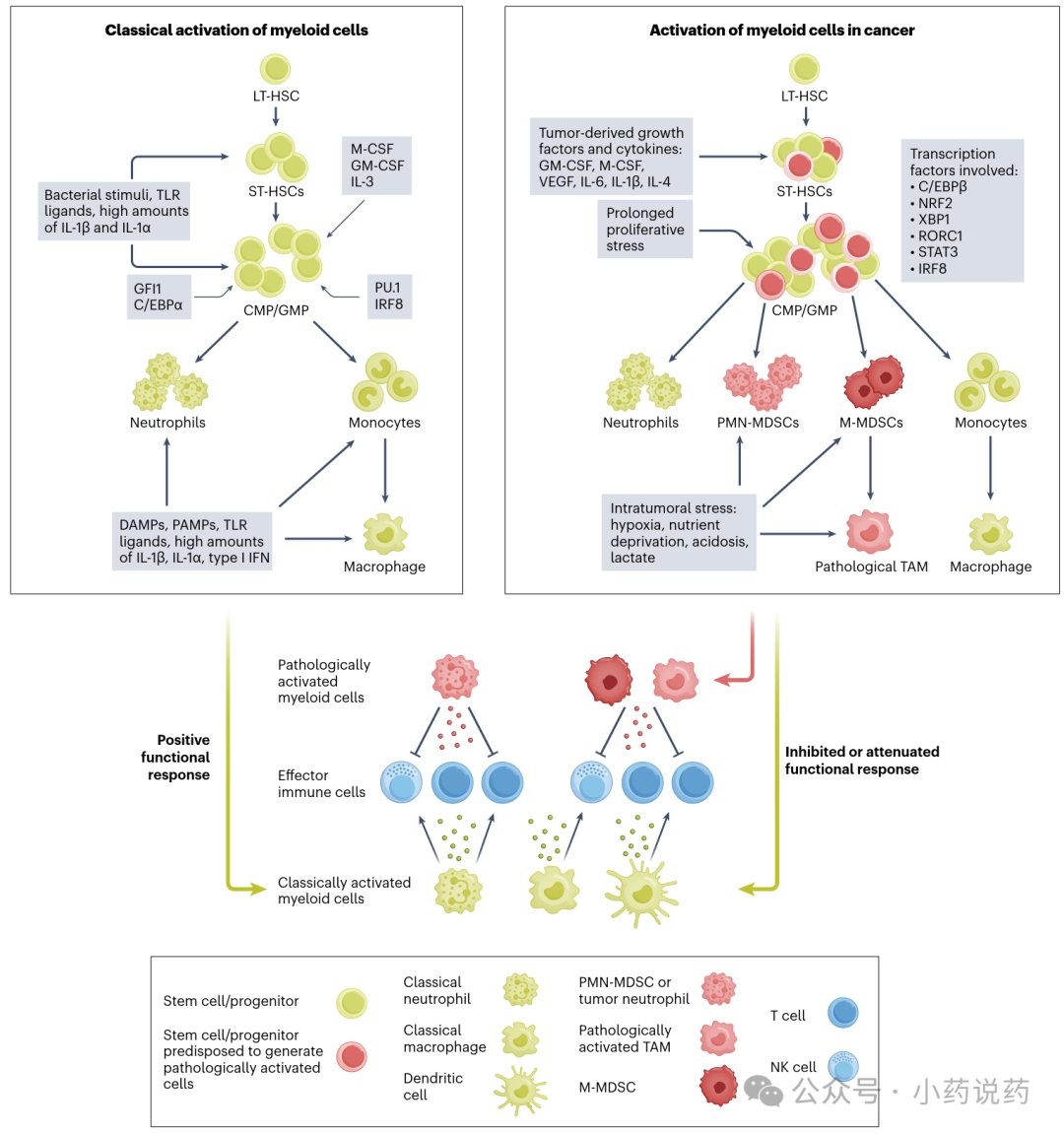 肿瘤微环境TME中髓系细胞可塑性与免疫抑制重塑机制图