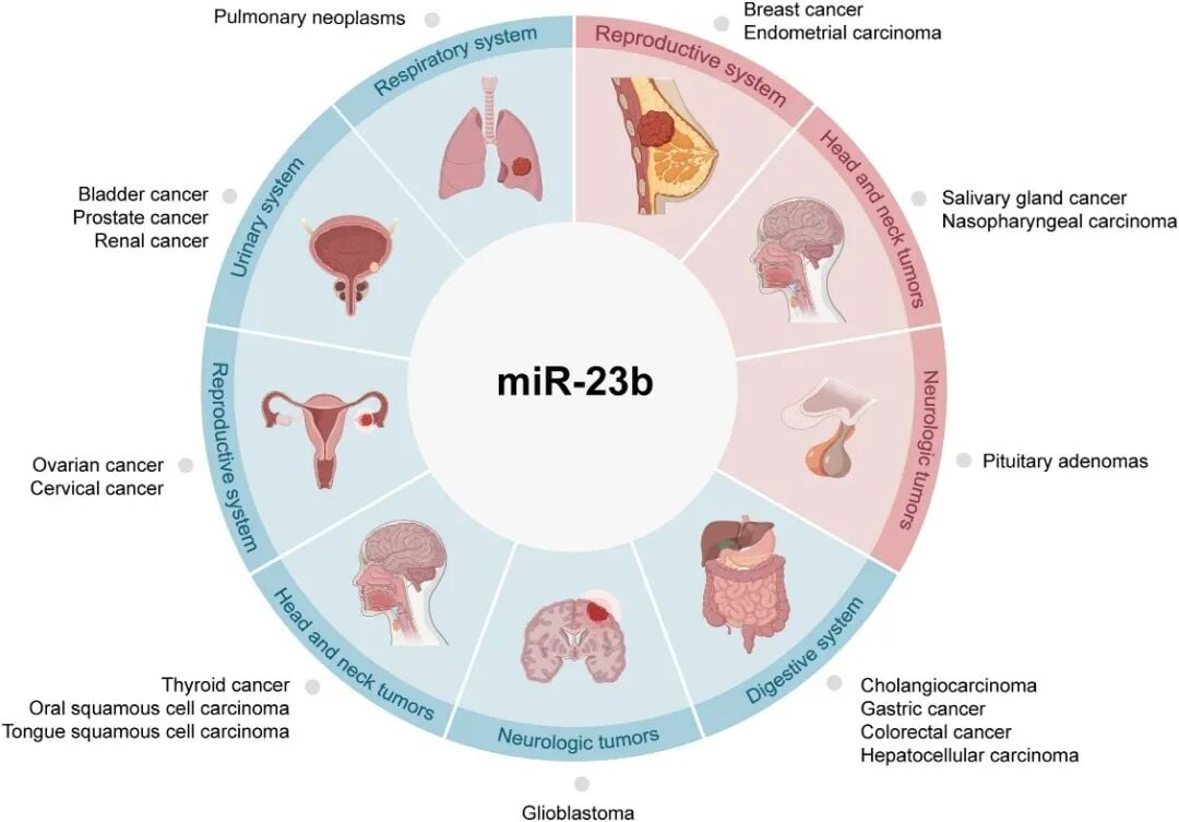 miR-23b在消化系统与生殖系统等肿瘤中的双重分子调控路径示意图