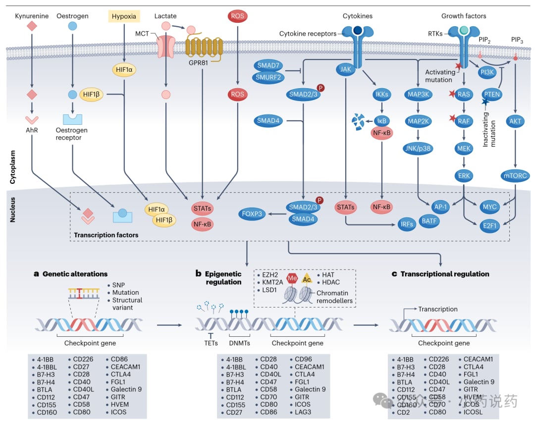 肿瘤免疫逃逸中DNA甲基化与组蛋白修饰对免疫检查点基因的表观遗传调控机制