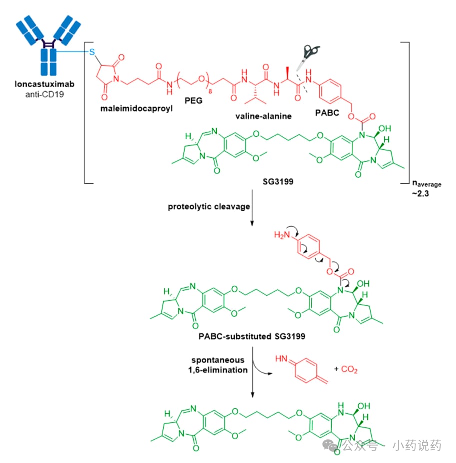 Loncastuximab tesirine超强毒素PBD偶联图
