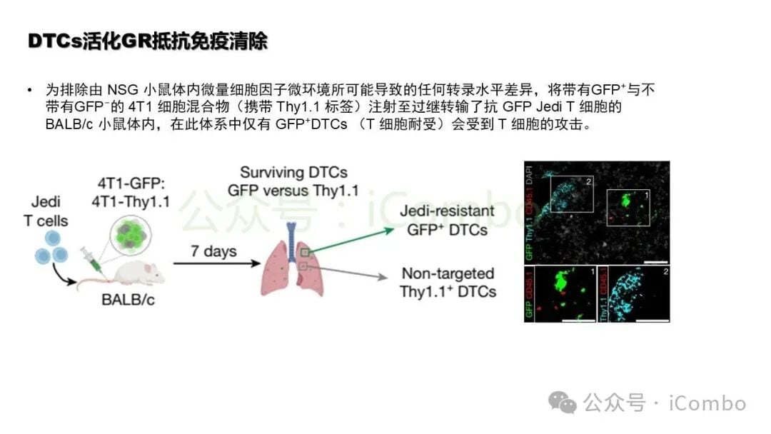 FAS启动子区域结合转录调控分析