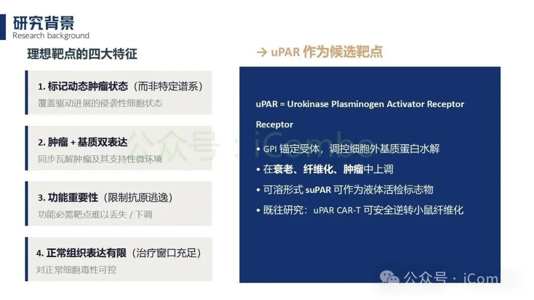 靶向uPAR的嵌合抗原受体结构设计与细胞功能检测