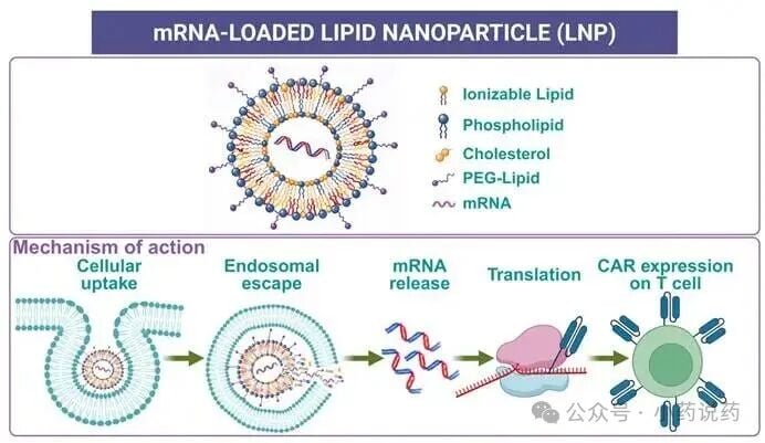 LNP脂质纳米颗粒封装mRNA与内体逃逸机制图