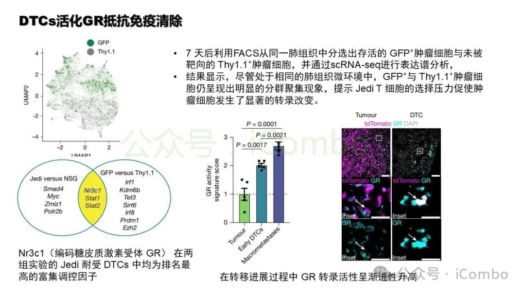 敲除GR后肿瘤细胞对T细胞杀伤敏感性提升数据