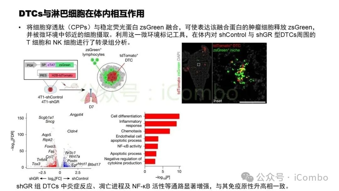 三阴性乳腺癌患者组织样本GR与预后相关性分析