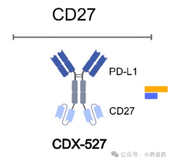 CD27靶向双抗结构设计