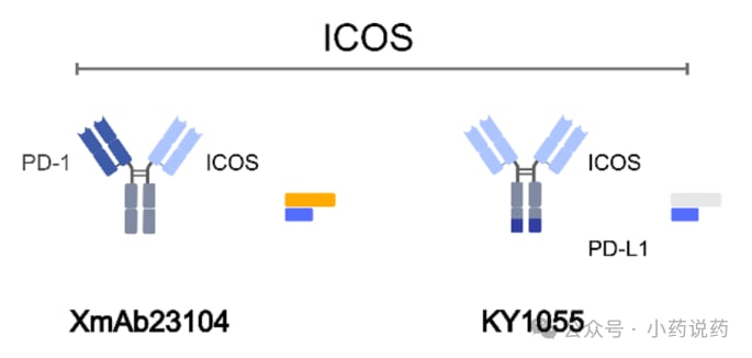 ICOS靶向激动性双抗机制