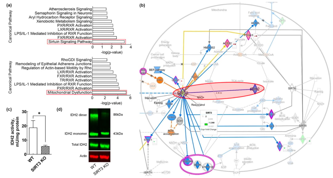 果糖破坏SIRT3-IDH2-GSH线粒体抗氧化系统示意图