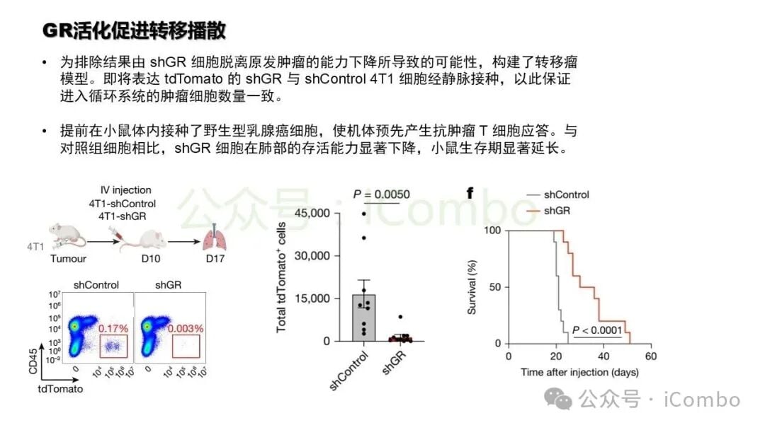 肺部转移病灶数量及荧光活体成像对比