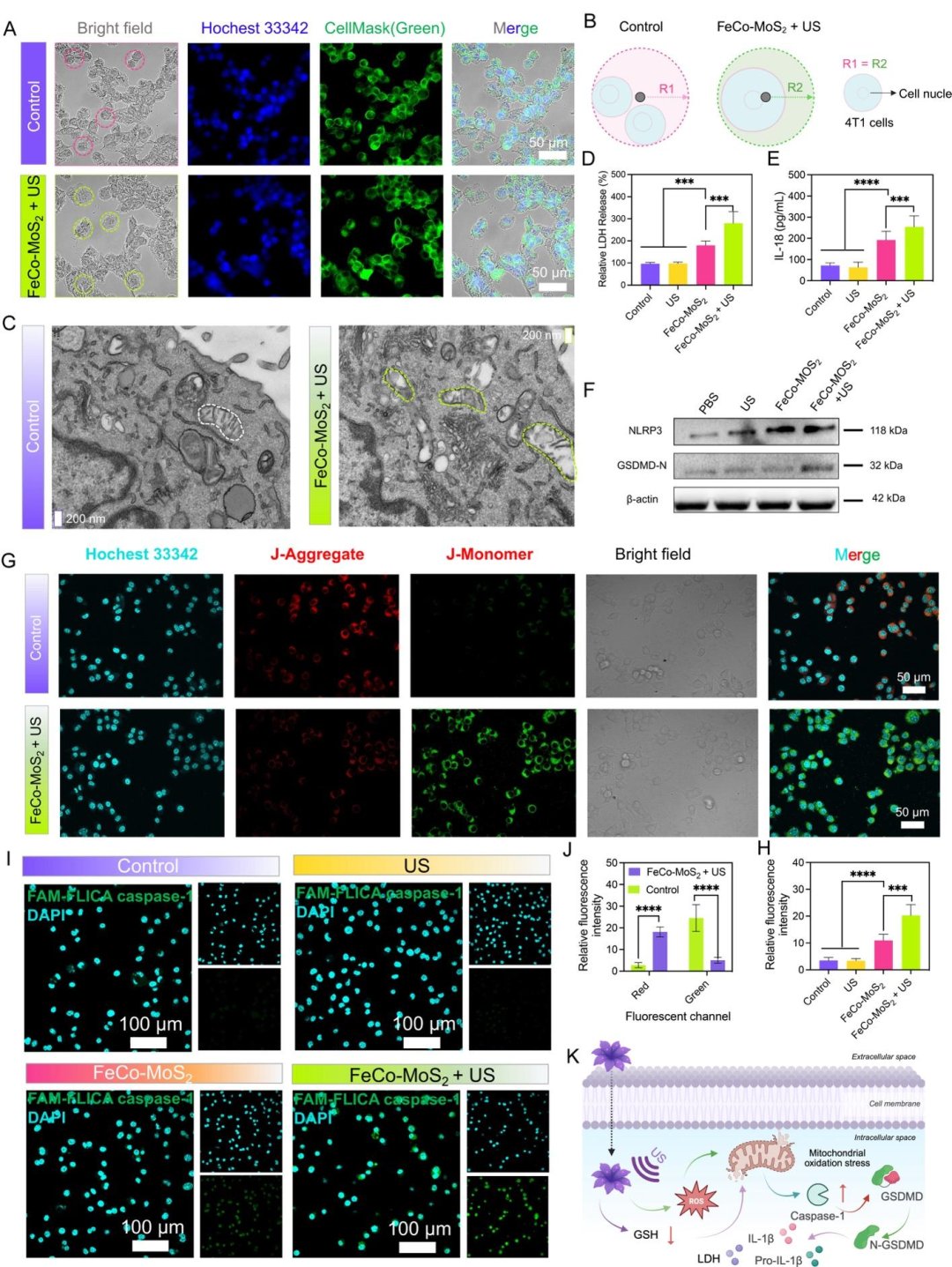 肿瘤细胞焦亡表型、膜破裂及caspase-1/GSDMD通路激活验证