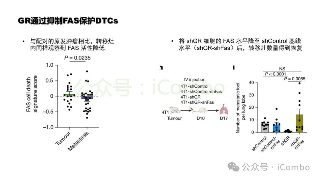 FAS过表达挽救细胞凋亡敏感性实验