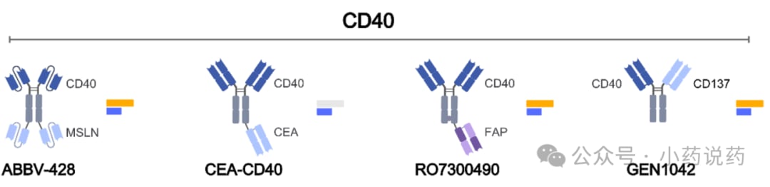 CD40激动性双特异性抗体作用机制图