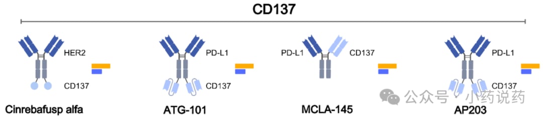 CD137激动性双特异性抗体结合机制图
