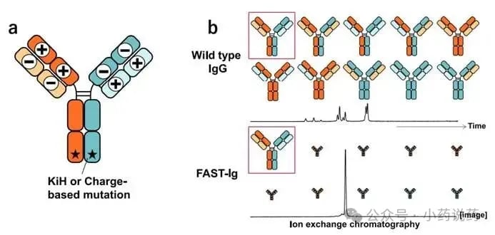 FAST-Ig技术通过界面静电相互作用引导链正确配对机制