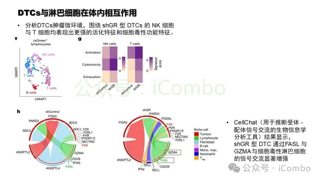 转录组测序分析受GR调控的免疫相关基因集