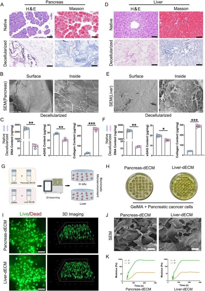 脱细胞基质制备与3D生物打印肿瘤微环境流程