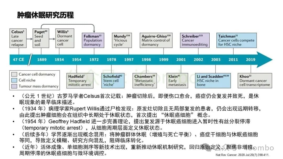 p38与ERK信号通路对肿瘤休眠的调控模型
