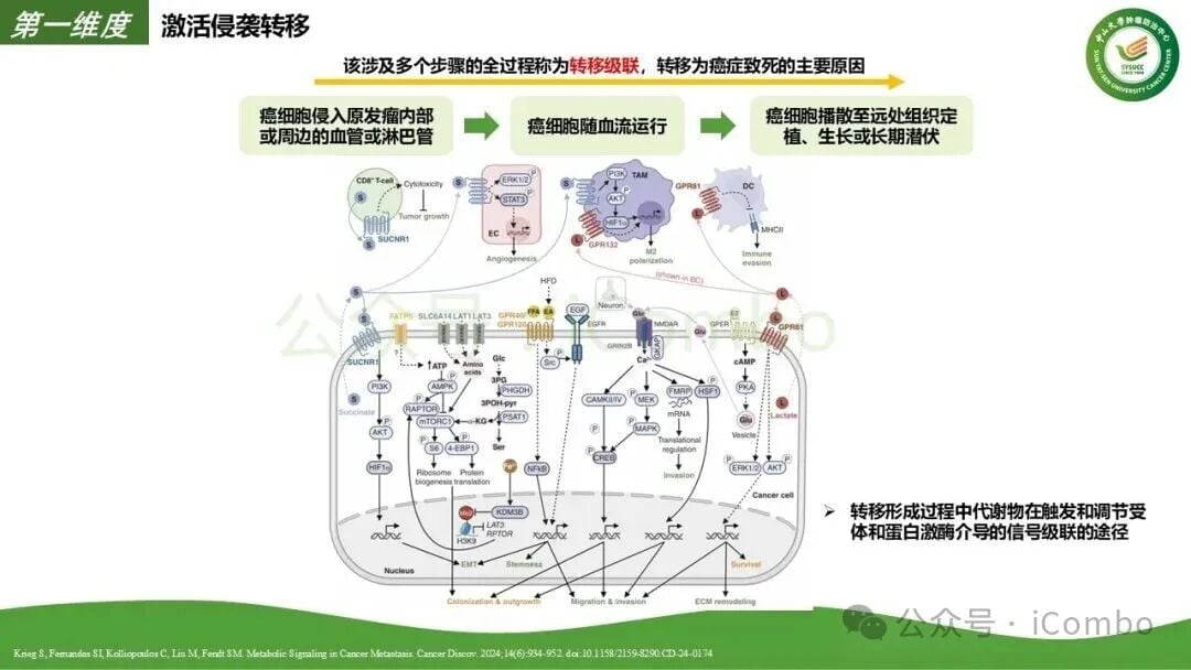 肿瘤相关巨噬细胞TAM分化与免疫抑制