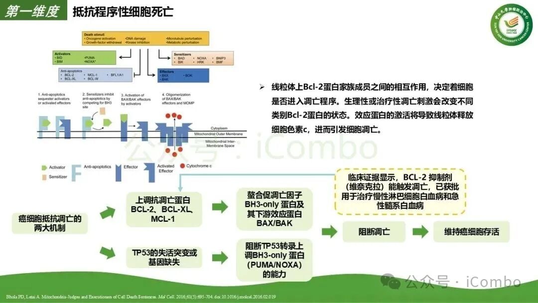基因组不稳定性与DNA损伤修复