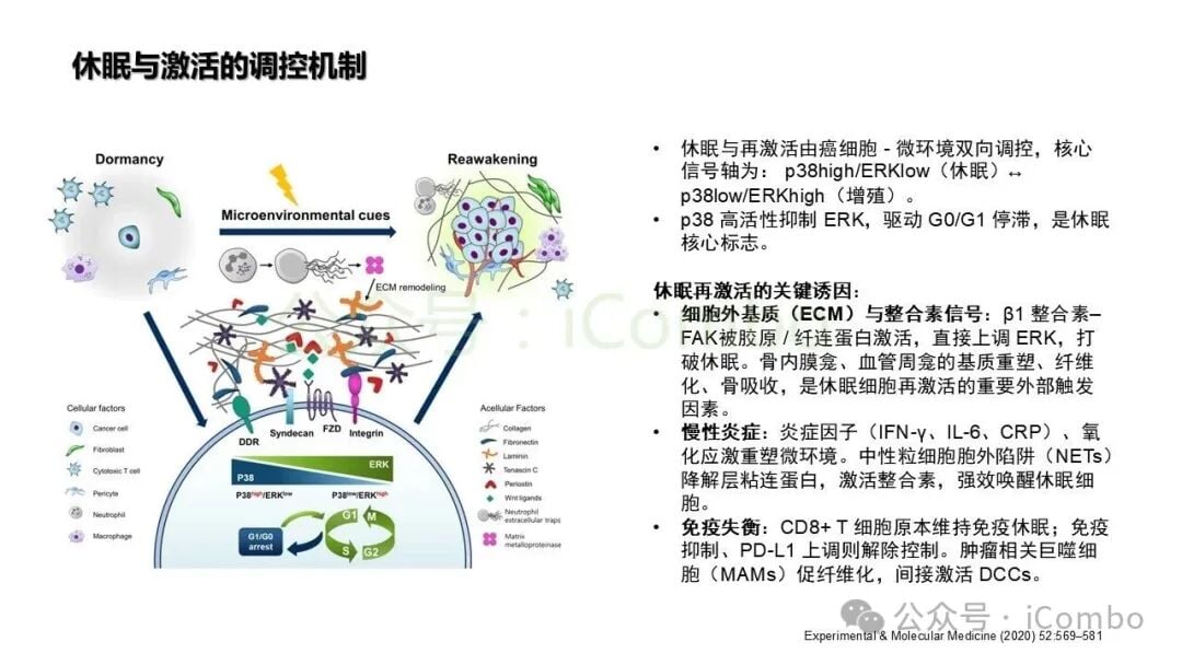 PERK-AMPK-mTORC1级联反应调控休眠细胞自噬存活