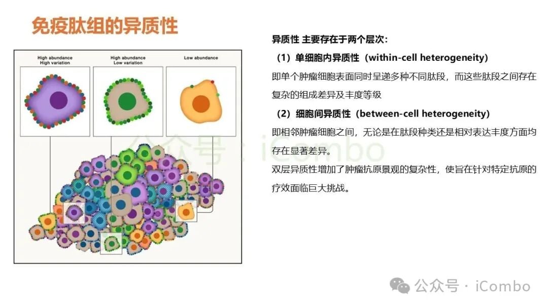 个性化新抗原疫苗与细胞疗法研发路径