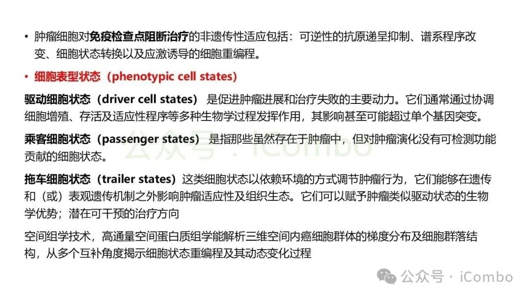 树突状细胞亚群在空间微环境中的抗原呈递功能