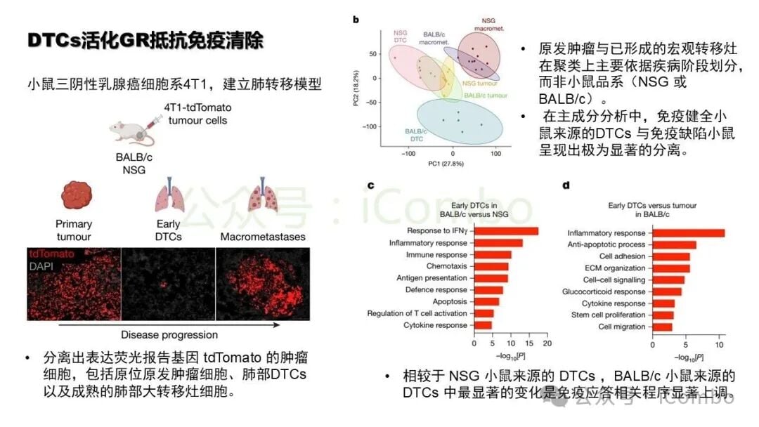 GR通过FAS通路介导免疫逃逸分子机制