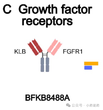 FGFR1与KLB双特异性抗体代谢信号通路