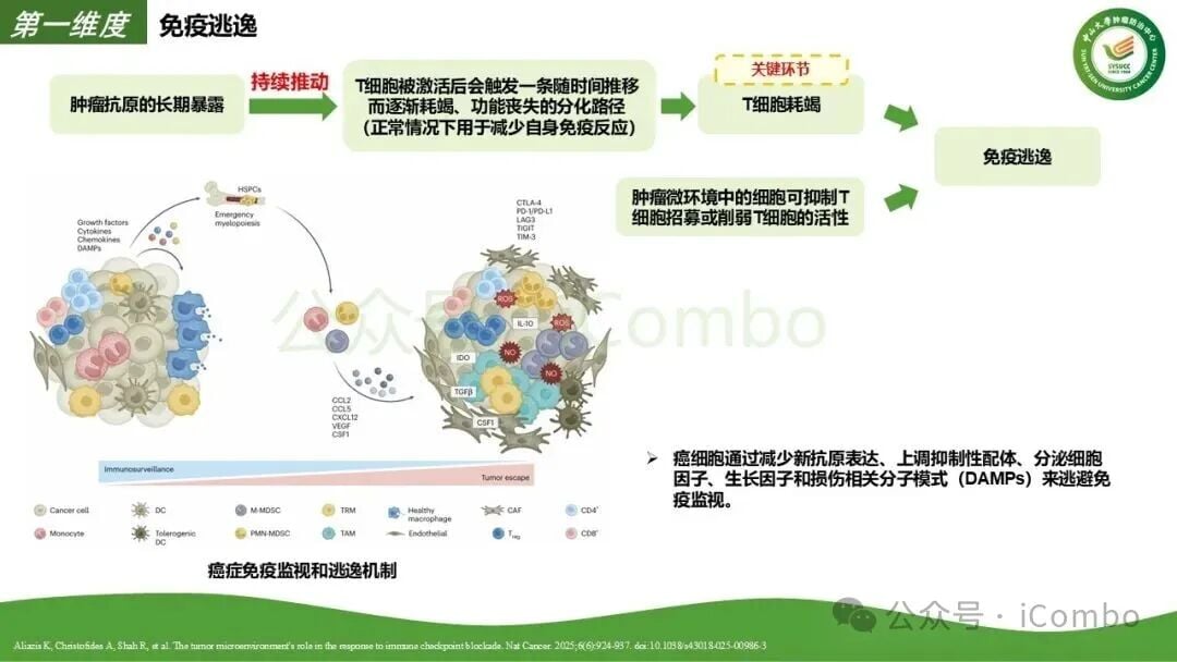 癌症相关成纤维细胞CAF作用机制