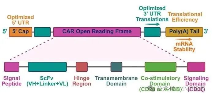 嵌合抗原受体CAR的基本结构组成示意图