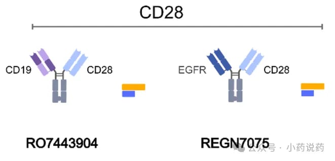 CD28靶向共刺激双抗机制