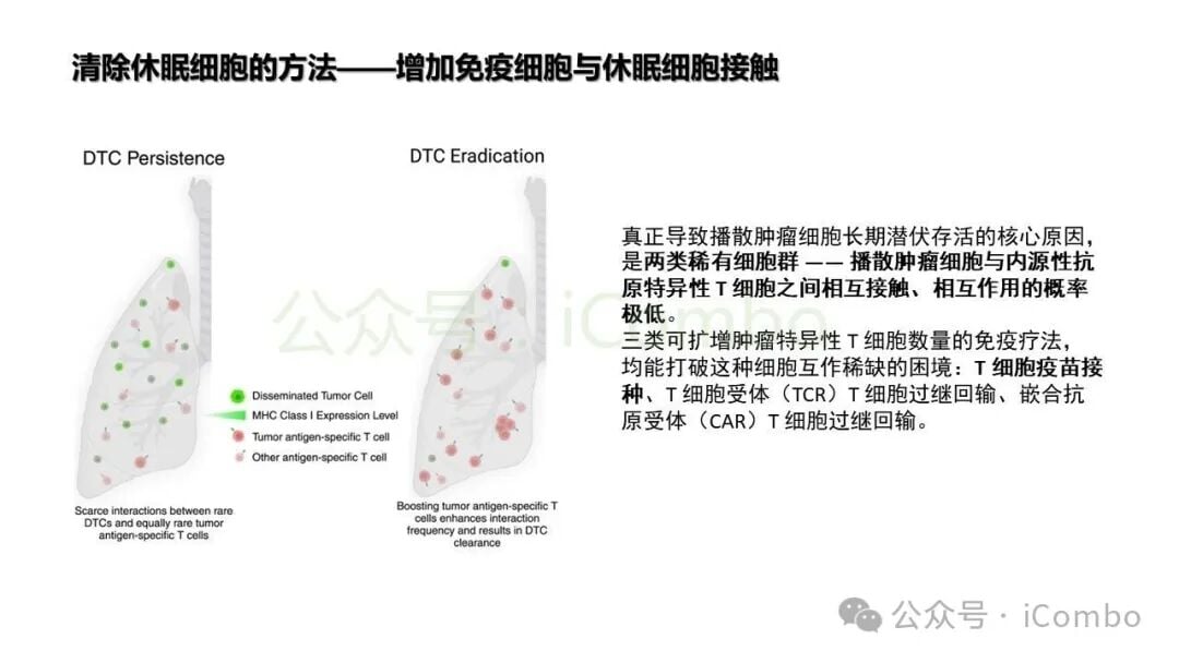 代谢抑制剂阻断休眠细胞自噬流引发代谢崩溃
