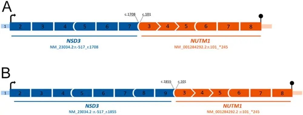 低分化甲状腺癌患者RNA测序检出的NSD3::NUTM1融合转录本结构示意图