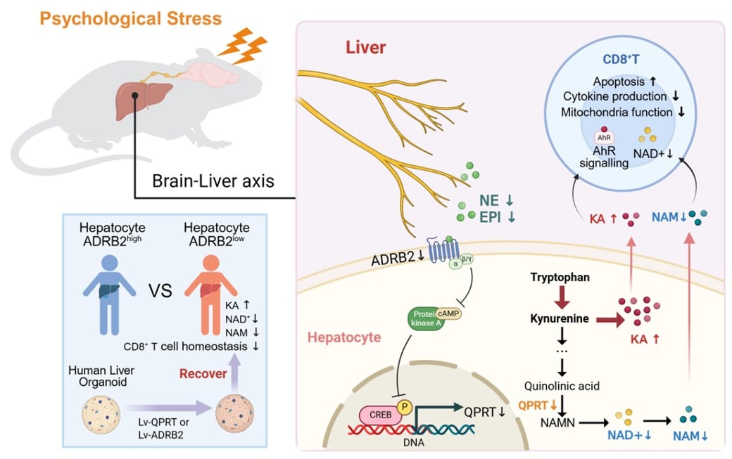 4ba9261b5e2c470c91da58dda0e8b275-XqbIGYe