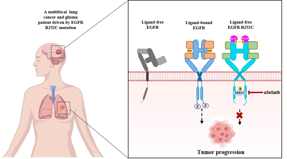 患者来源的R252C突变对EGFR的替代激活促进癌症进展