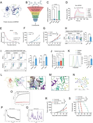 多巴酚丁胺靶向ZBTB21减轻其转录抑制作用并增强抗肿瘤免疫示意图